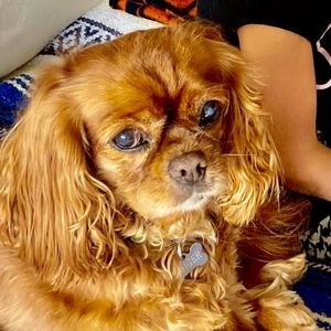 Meet your Posher, Pat